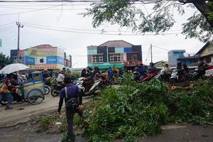 bogor, Indonésia, 2023 - uma número do trabalhadores estavam corte árvores foto