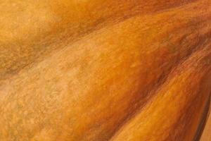 close-up de abóbora laranja foto