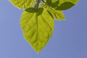 verde folhas contra Claro azul céu foto