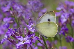 branco repolho borboleta sentado em roxa flor em Prado foto