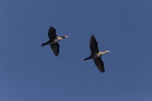 dois ótimo cormorões vôo dentro uma azul céu foto