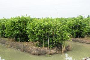 exuberante Lima árvores estão crescendo e sobre para produção dentro a da água rico em minerais fosso. para nutrir a crescimento do rural agricultores dentro Tailândia quem crescer para venda e em processamento. foto