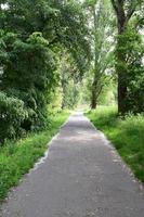 bicicleta estrada com caído folhas do a branco Primavera flores foto