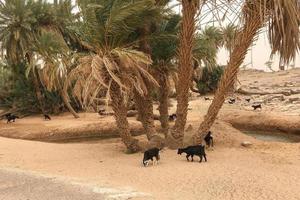 Marrocos deserto Palma árvores e cabras panorama foto