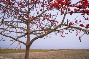 flores do bombax ceiba árvore em a azul céu fundo foto