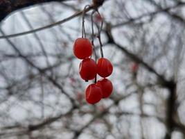 coral viburnum ou viburnum opulus, galhos sem folhas, vermelho fruta. vermelho bagas do viburnum depois de inverno em uma borrado fundo. Primavera temporada. foto