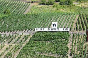 zelar a der mosel, Alemanha, 2022 - Preto gato Vinhedo com nome placa foto