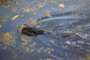 grande natação nutria foto