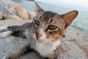 uma gato às Rocha ao lado mar foto