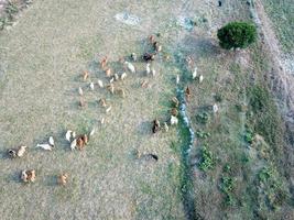 aéreo Veja baixa vacas pastar Relva dentro campo foto