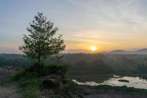 uma folhagem árvore dentro luz solar foto