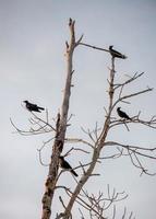 corvos às nu árvore foto