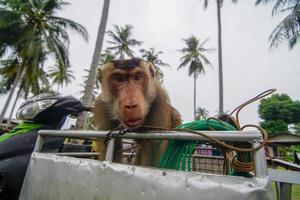 macaco sentar dentro motocicleta dentro Kampung foto