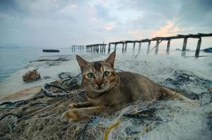 fofa gato sentar perto a pescaria internet foto