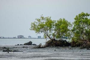 mangue árvore às costeiro foto