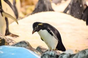 pinguins às a jardim zoológico foto