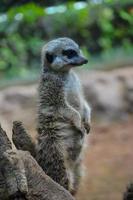 meerkat às a jardim zoológico foto