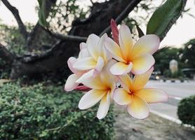 branco frangipani, branco plumeria, têmpora árvore, cemitério árvore, a flores florescendo dentro a jardim Veja lindo, frangipani, plumeria, têmpora árvore, cemitério árvore lá estão muitos dentro a tropical zona. foto