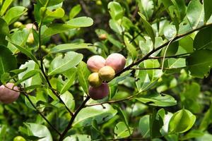 anse principal natureza trilha coco ameixa, mahe seychelles foto