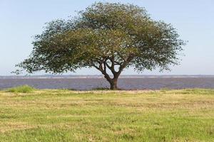 verão panorama em a bancos do a rio dentro a cidade do federação província do entre rios Argentina foto