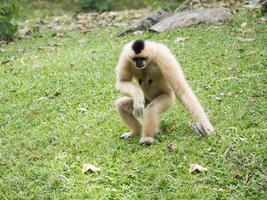 macaco dentro a jardim zoológico foto