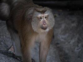 macaco dentro a jardim zoológico foto