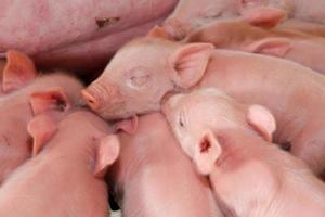 porco incubatório para porco carne consumo dentro a campo foto