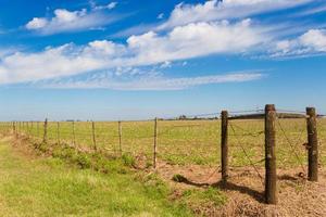 rural panorama com lambrado do a Argentino campo foto