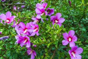 hibisco Síria debaixo a chuva nacional flor do sul Coréia foto