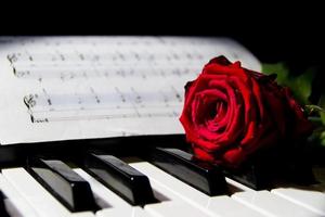 uma vermelho rosa em a piano chaves foto