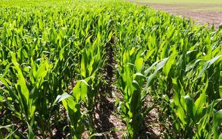 plantação do milho dentro a Argentino campo foto