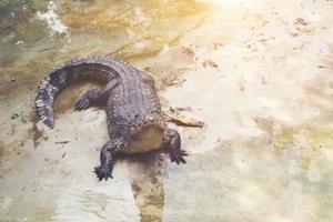 crocodilo dentro a lagoa foto