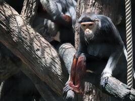 macaco dentro a jardim zoológico foto