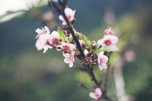 árvore flores folhas e ramo foto