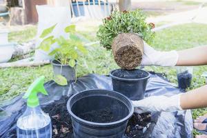 fechar-se do mãos segurando verde plantar e flor Panela acima terra com jardinagem ferramentas. jardineiro mulher plantio flores dentro a jardim às ensolarado manhã. jardinagem e botânica conceito foto