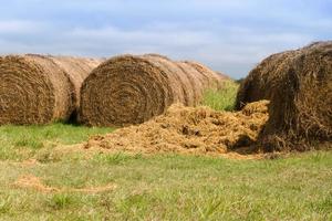 agrícola cena com alfafa rolos dentro a argentina campo foto