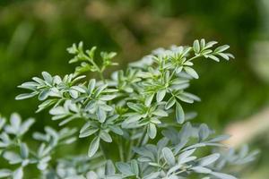 folhas do a medicinal plantar ruta graveolens com desfocado fundo foto