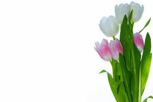 Primavera flores coloridas tulipas. coleção floral. foto