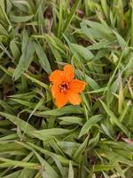 uma fechar acima do Cordia sebestena flor foto