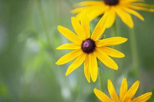 amarelo Rudbeckia flor em uma verde fundo. foto