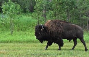 caminhando masculino americano búfalo dentro pastagens do sul Dakota foto
