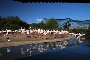 uma visão de alguns flamingos foto