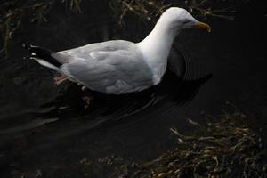 uma visão de uma gaivota na água foto