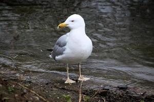 uma visão de uma gaivota em londres foto