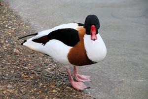 uma Visão do uma shelduck foto