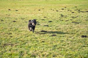 Preto goldendoddle corrida dentro uma Prado enquanto jogando. fofo grandes Preto casaco. foto