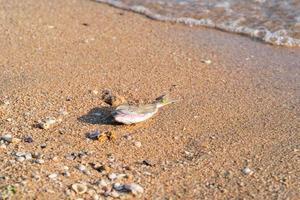 peixes mortos na costa foto