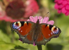 europeu pavão borboleta em zínia flor foto