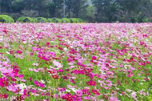 rosa cosmos flores foto