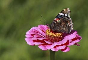 vermelho almirante borboleta em zínia flor foto